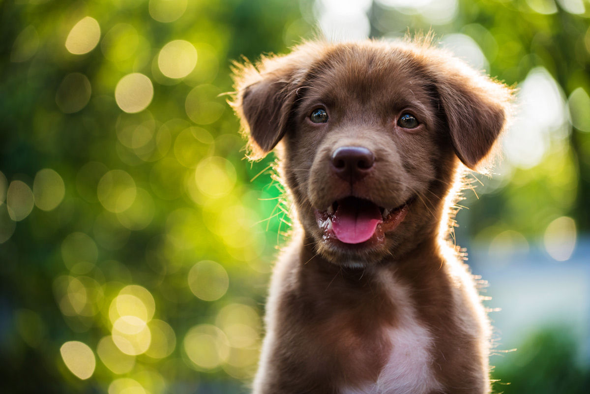 Keep your four-legged friend cool when booking pet-friendly hotels in Regina this summer.